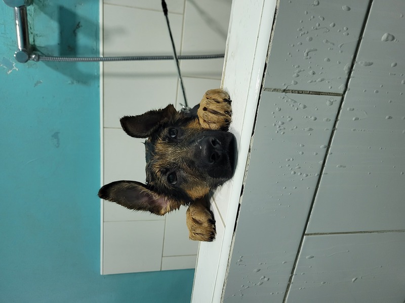 perro en la ducha